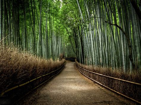 Bamboo Forest Japan Computer Wallpaper - WallpaperSafari