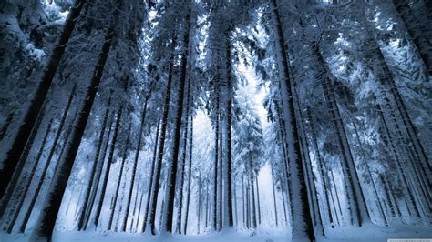 Dark Winter Forest Background Hd - Enjoy and share your favorite ...