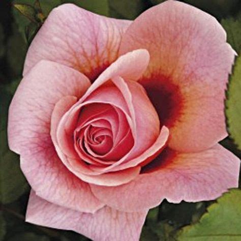 13 Rosa HARKNESS Roses.co.uk SHRUB Bareroot ideas | shrub roses, shrubs, growing plants