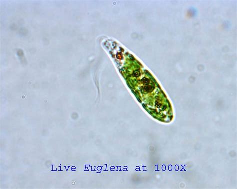 Introduction To Protista: Euglena Carolina Biological, 53% OFF