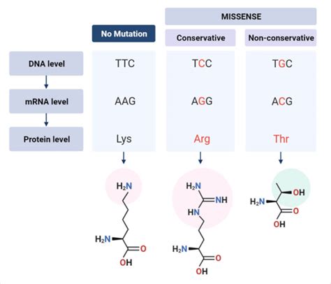 Missense mutation Definition and Examples - Biology Online Dictionary