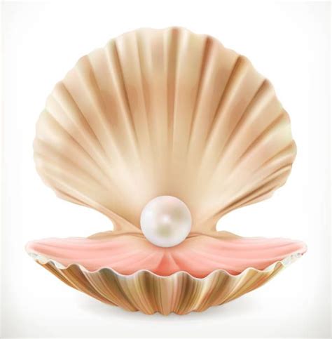 open clam drawing - Google Search | Oyster pearl, Clams, Shell drawing