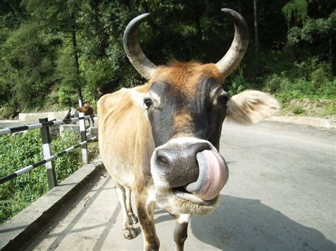 Animals Zoo Park: Cows Photos, Indian Cows Photos - Animals Zoo Park