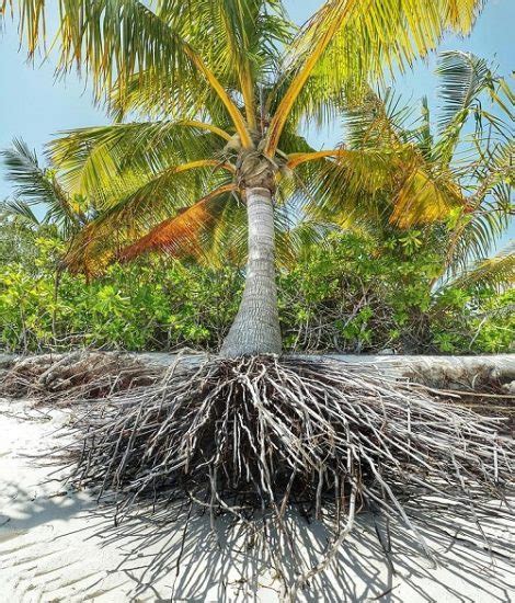 How Deep are Palm Tree Roots? Palm Tree Root System Diagram and Information