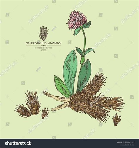 Background Nardostachys Jatamansi Plant Flowers Codonopsis Stock Vector (Royalty Free ...