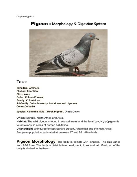 Chapter 6\ part 1 Pigeon : Morphology & Digestive System Taxa