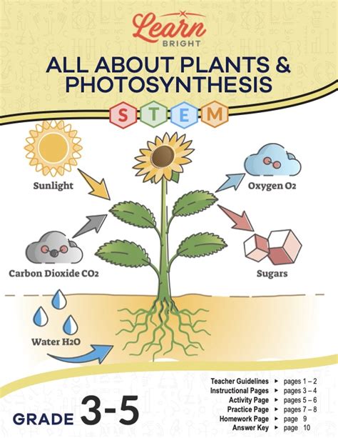 Plants and Photosynthesis STEM, Free PDF Download - Learn Bright