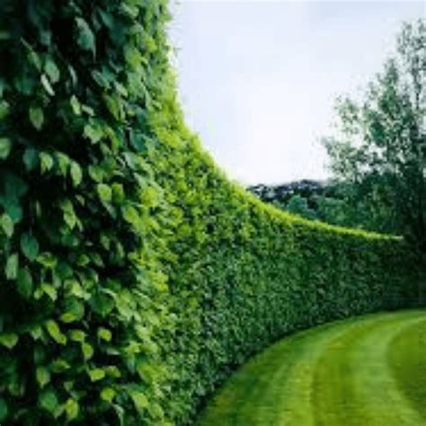 Buy Privacy Shrubs & Hedges Online - Privacy Screen & Sound Barrier | Garden Goods Direct