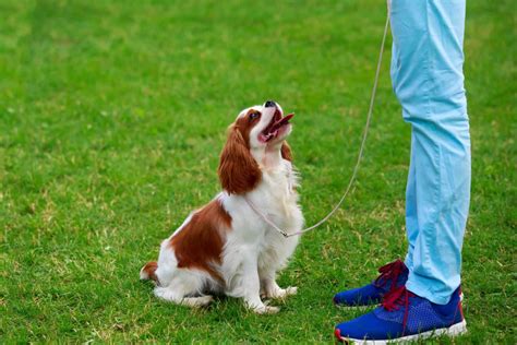 Cavalier King Charles Spaniel: Gentle, affectionate companions