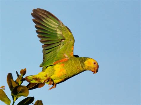 Yellow-faced Parrot - eBird