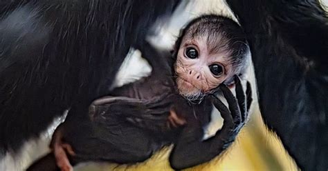 Rare baby spider monkey vulnerable to extinction in the wild wows ...