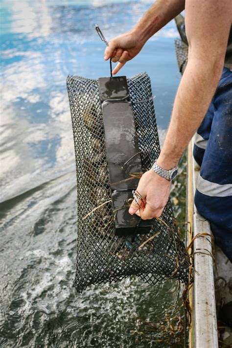 A Pacific Oyster Harvest — lean timms