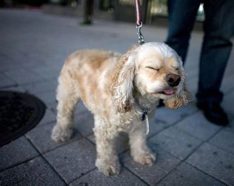 Sneezing animals - Irish Mirror Online