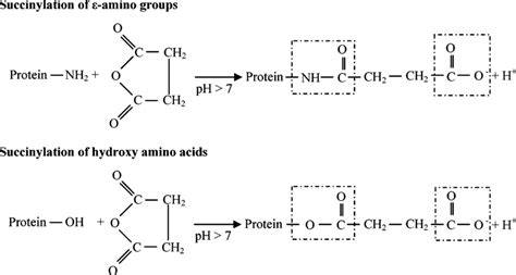 Major reactions of succinic anhydride with proteins (adapted from ref 33) | Download Scientific ...