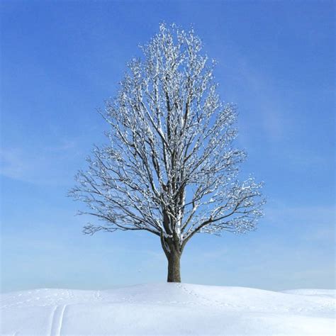 Snow Tree 3D Model OBJ | CGTrader.com