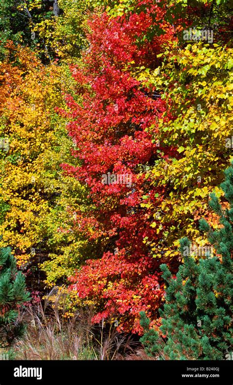 Trees in full fall color Stock Photo - Alamy