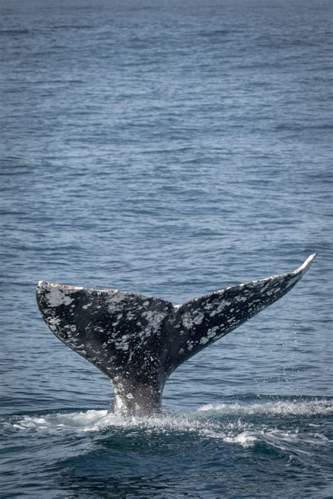 January 3 - Five Species on both trips! Three odontocetes, two ...