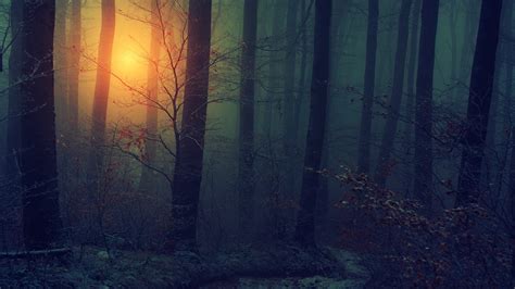 Fog Forest During Sunset HD Dark Aesthetic Wallpapers | HD Wallpapers | ID #45567
