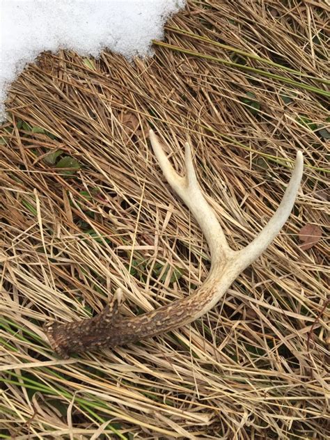 Impressive Whitetail Deer Sheds Found in Chautauqua County