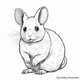 Chinchilla Coloring Pages  Free & Printable sketch template