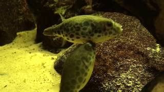 Tetraodon schoutedeni - Spotted Congo Puffer - breeding | Doovi