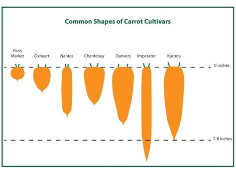 Carrots: History and Cultivation - Organic Gardening Blog | Carrots ...