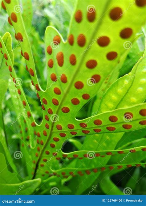 Fern Leaf with Spores in Garden Place Close-up. Selective Focus Stock ...