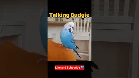 Budgies Talking 😃 Budgerigar Talking,Parakeet Talking,مرغ عشق سخنگو