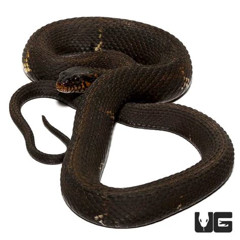 Broad Banded Water Snake For Sale - Underground Reptiles