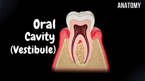 Oral Vestibule (Lips, Cheeks, Teeth, Gums) - Oral Cavity Anatomy - YouTube