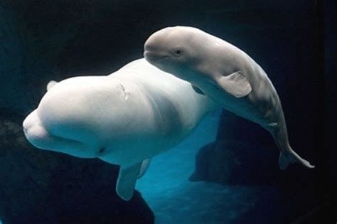 Baby Beluga in the deep blue sea | Marine animals and stuff | Pintere…