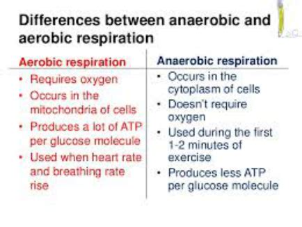 AEROBIC AND ANAEROBIC RESPIRATION