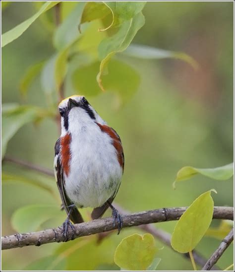 Explorations of an Ecologist: Chestnut-sided Warbler photoshoot