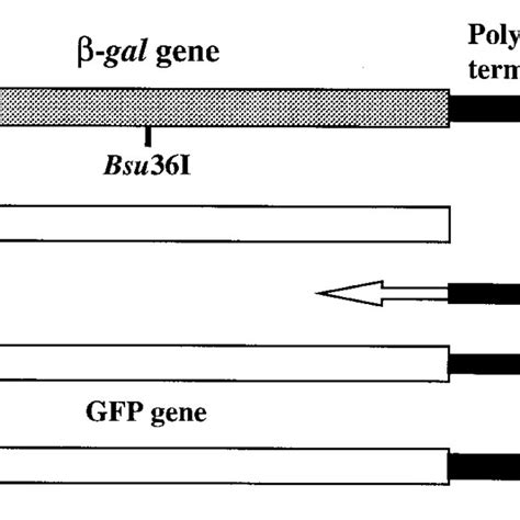 Strategy for direct cloning of GFP gene into baculovirus genome.... | Download Scientific Diagram