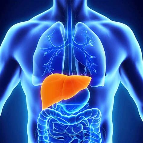 Hepatología: Qué es, características y todo lo que debes saber