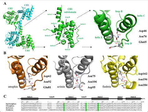 Structure and sequence of human dystrophin, utrophin, α-actinin 3, and ...