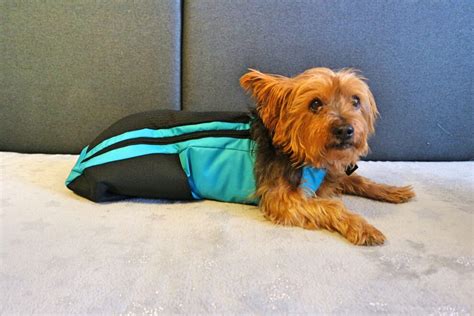 Drag bags for handicapped dogs in Europe | AnyoneGo