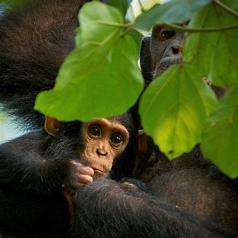 Mother and Baby Chimpanzee | Sean Crane Photography