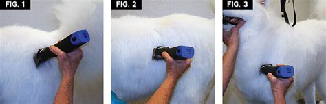 Samoyed Maintenance Trim | Groomer to Groomer Magazine