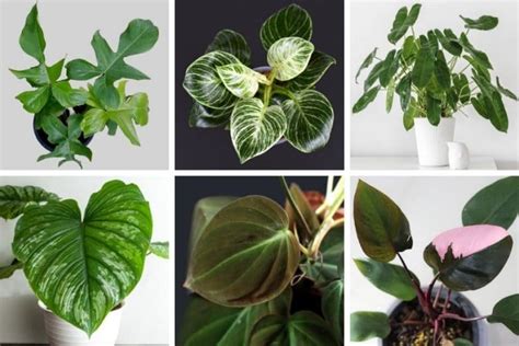 50 Stunning Philodendron Varieties You Will Love - Smart Garden Guide