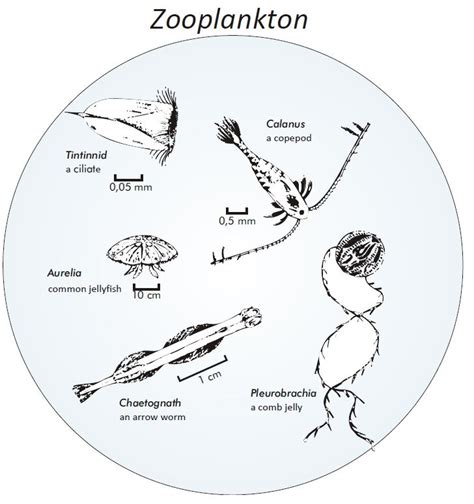 Phyto- and zooplankton | VIRTUE