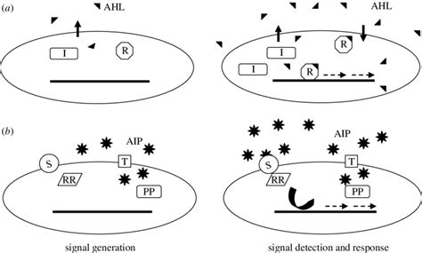 Two general mechanisms of microbial quorum sensing. (a) Signal... | Download Scientific Diagram