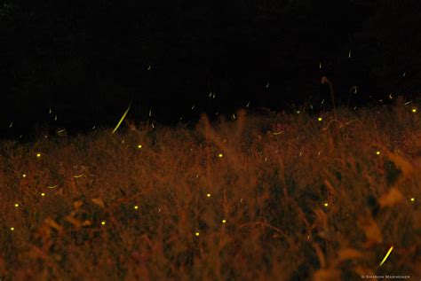 How to Create Firefly Habitat in Your Backyard - Conserving Carolina