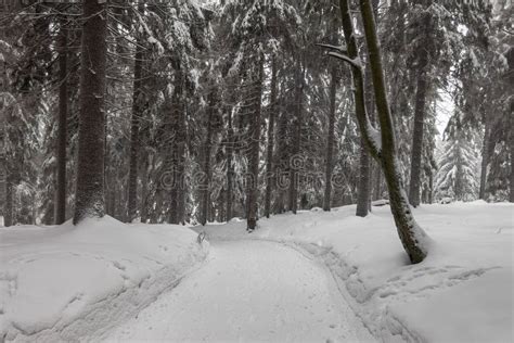 Winter with Snow in the Thuringian Forest Near Oberhof, Germany Stock Photo - Image of climate ...