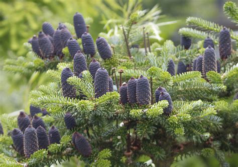 The Korean fir cones. | HOME