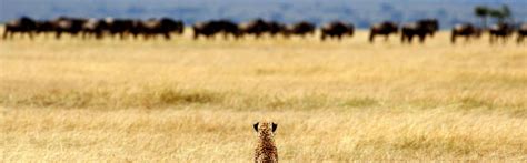 A Complete guide for Serengeti National Park Tours & PackagesLifetime ...