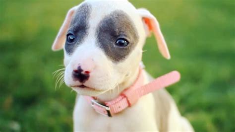 Baby Pit Bull With a Pretty Pink Collar | The Daily Puppy - YouTube