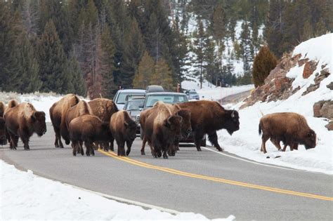 Yellowstone Winter Tours | Yellowstone Wildlife in the Winter