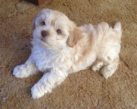 Havanese Dog Images, Information, Speed | DogExpress