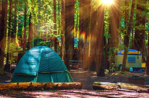 Tent Camping in Redwoods stock photo. Image of timber - 53598850